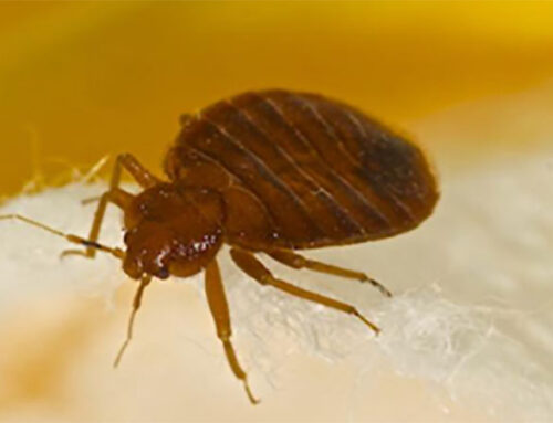 Bed Bug Guide: Bed Bug Prevention and Treatment Tips